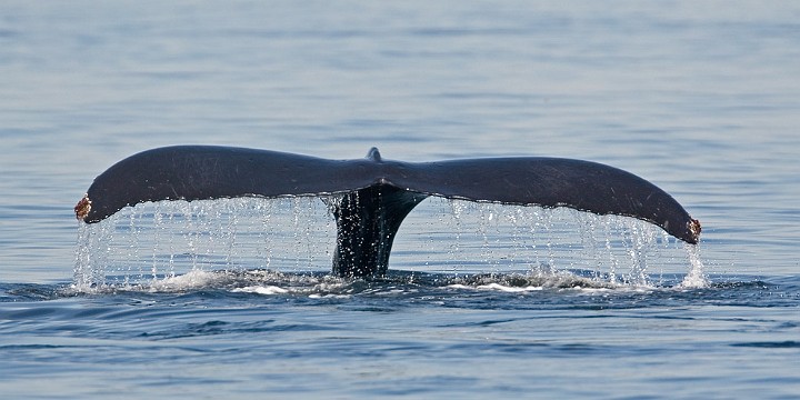 Buckelwal Megaptera novaeangliae Humpback Whale